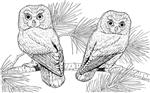 Saw-Whet Owl Coloring Sheet 